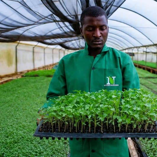 Erick Ogato carrying a tray of hardened seedlings under the shade net
