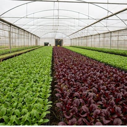 Greenhouse with red and green seedling beds